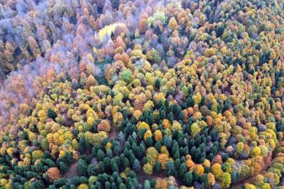 Sakarya’da sonbahar güzelliği göz kamaştırıyor