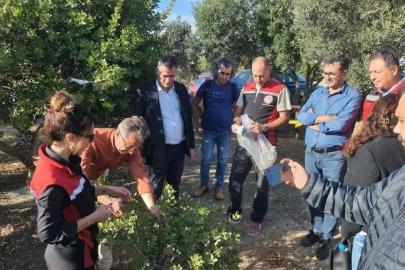 Sakız Ağacı için Aydınlı üreticilerden Çeşme’ye ziyaret