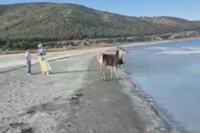 Salda Gölü’nün maskot geyiği, vatandaşlarla keyifli anlar yaşadı