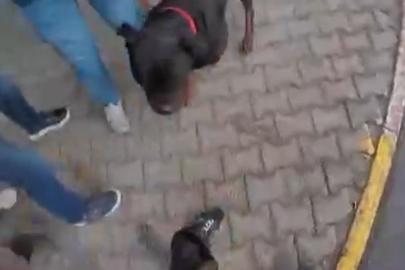 Saldırgan köpek gözetim altına alındı: Sahibine idari para cezası kesildi