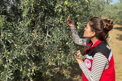 Salihli’de zeytin sineğine karşı acil uyarı