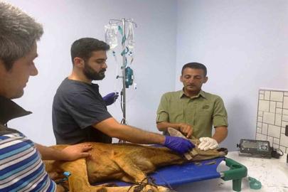 Samsun’da bin 200 hayvan tedavilerinin ardından doğaya salındı
