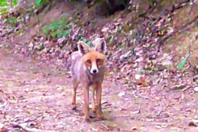 Samsunlu iki doğa tutkunu fotokapanla yaban hayatı kayıt altına alıyor