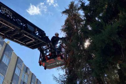 Şanlıurfa’da ağaçta mahsur kalan yavru kedi kurtarıldı