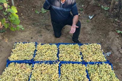 Sarıgöl’de üzüm hasadı hız kesmeden devam ediyor