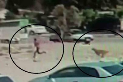 Sayıları 10’u bulan sokak köpekleri çocuğa korku dolu anlar yaşattı