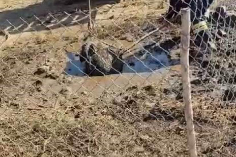 Septik kuyusuna düşen yaban domuzu, traktör yardımıyla kurtarıldı