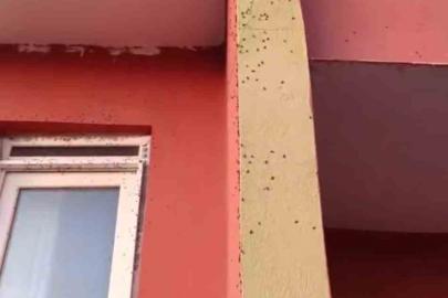 Siirt’te bazı evlerin duvarları sineklerle kaplandı