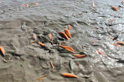 Siirt’te gölet kurudu, balıklar telef oldu