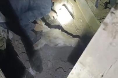 Sındırgı’da enkaz altında kalan eşek canlı kurtarıldı