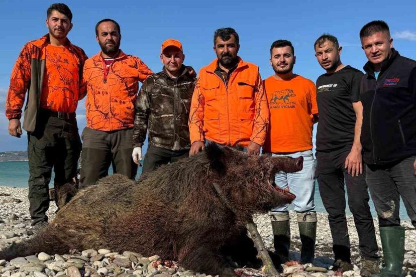 Sinop’ta avcılar 300 kiloluk domuz avladı