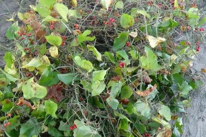 Sinop’ta Roman vatandaşların "kokina" mesaisi: İstanbul’dan gelip topluyorlar