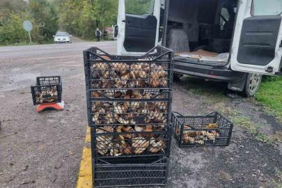 Sinop’tan Avrupa’ya mantar ihracatı