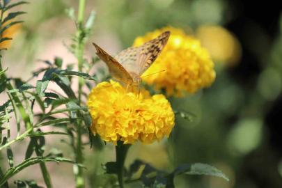 Şırnak’ta soğuklar geldi, kelebeklerin ’son dansı’ başladı