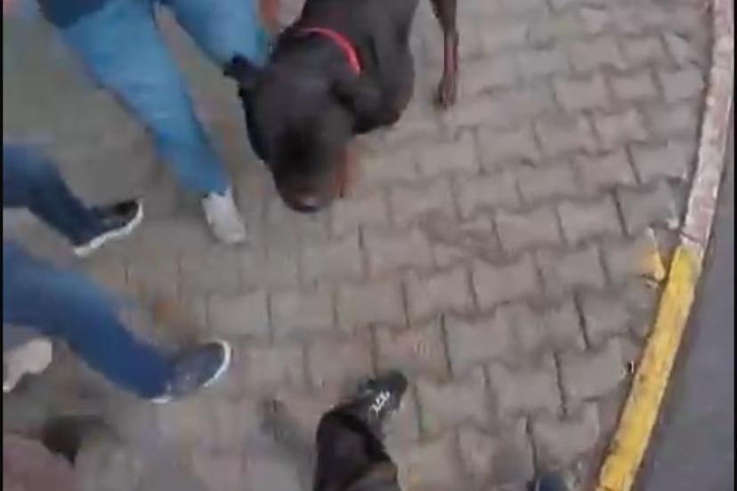 Sokakta ağızlıksız gezdirilen ’Rottweiler’ cinsi köpek dehşet saçtı... O anlar kamerada