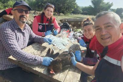 Söke’de kırsal mahallelerdeki tavuklardan kuş gribi numunesi alındı