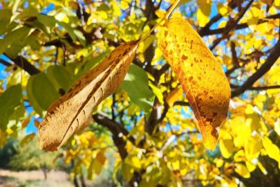 Sonbaharda ağaçlarda renk cümbüşü