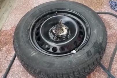 Stepneye sıkışan yavru kediyi itfaiye kurtardı