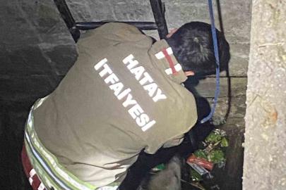 Su dolu kuyuya düşen 2 köpeği itfaiye kurtardı