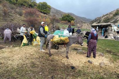 Şuhut’ta kestane hasadı başladı