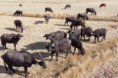 Sulak ve serin yerleri seviyor, yoğurdu ve kaymağının lezzeti herkesçe biliniyor