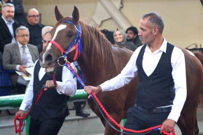 Sultansuyu’nun şampiyon tayları Veliefendi’de rekor fiyatlara satıldı