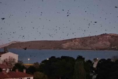 Tatvan’da gökyüzü kargalarla karardı