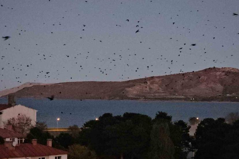 Tatvan’da gökyüzü kargalarla karardı