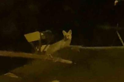 Tavuk hırsızı tilkiyi yerde beklerken çatıda çıktı