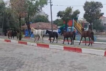 Tekirdağ’da başıboş atlar trafiği tehlikeye soktu