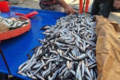 Tekirdağ’da hamsi ve sardalya 150 liradan alıcı buluyor