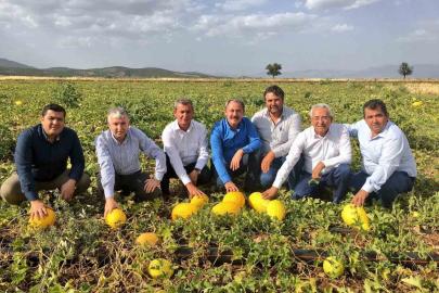 Tezgahlarda 10 liraya satılan Acıpayam kavunu tescillendi