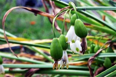 Tıbbi ve aromatik bitki üretiminden 1,2 milyon TL gelir
