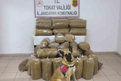 Tokat’ta 340 kilo kaçak tütün ele geçirildi