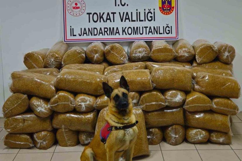 Tokat’ta 450 kilo kaçak tütün yakalandı