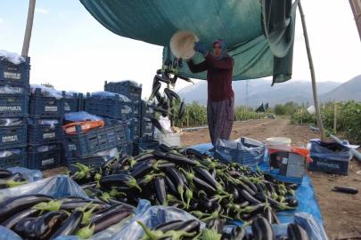 Toplu Sera Bölgesi Erzincan’da 700 kişiye istihdam sağlayacak, ekonomiye yıllık 350 milyon TL’lik katkı sunacak