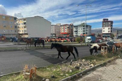 Trafikte başıboş atlar tehlike saçmaya devam ediyor