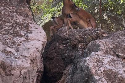 Tunceli’de dağ keçileri yerleşim yerlerine kadar indi