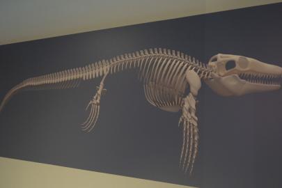 Türk profesör, Asya’da ilk kez keşfedilen "denizlerin dinozoru"nu anlattı