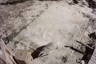 Türkiye’de nadir görülen bal porsuğu ile sansar kamerada