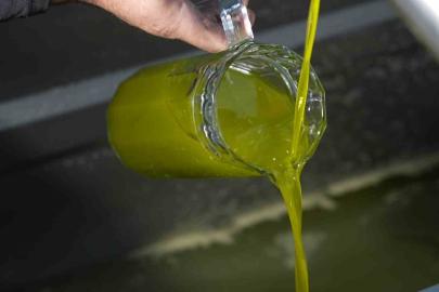 Türkiye’de satılan zeytinyağının yüzde 65’i ‘Ayvalık zeytinyağı’ adıyla piyasada