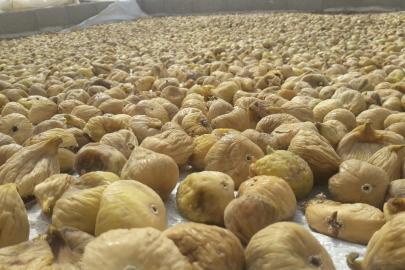 Türkiye’nin milli meyvesi incir, bu yıl üreticisine tat vermedi