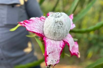 Türkiye’nin tarım merkezinde ejder meyvesi hasadı başladı, kilosu 180 TL’den alıcı buluyor