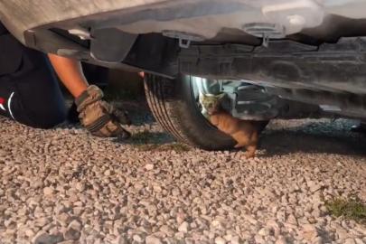 Üşüyerek aracın motoruna giren yavru kedi, itfaiye ekiplerinin çalışmasıyla kendiliğinden çıktı