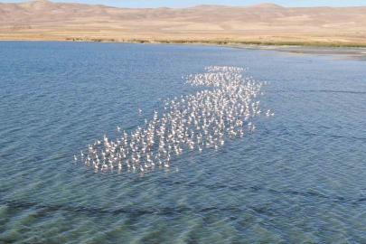 Van Gölü havzası flamingolarla renkleniyor