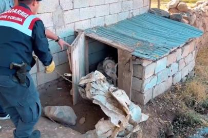 Van’da kurdu zincirle bağlayan şahsa 81 bin 355 TL para cezası