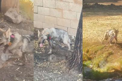 Van’da zincire vurulan kurt kurtarıldı