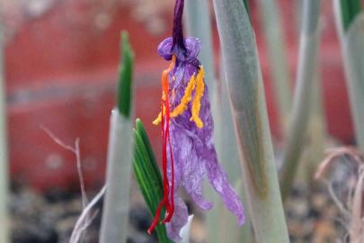 VANF Herbaryumu’nda safran koruma altında