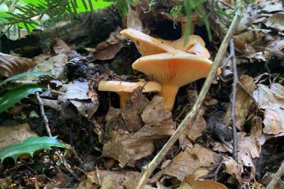 Yağışlarla birlikte artan doğada mantar dikkat