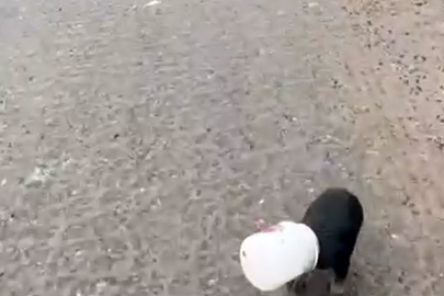 Yalova’da kamyon sürücüsü kafası plastik kaba sıkışan yavru köpeği kurtardı